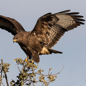 águia de asa redonda ou bútio comum