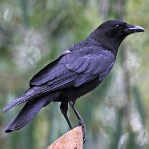 corvo corvus corax