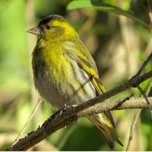 lugre pintassilgo verde