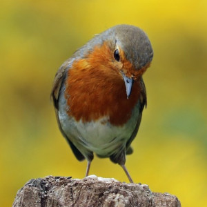 pisco de peito ruivo