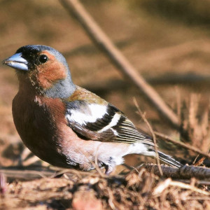 tentilhão fringilla coelebs