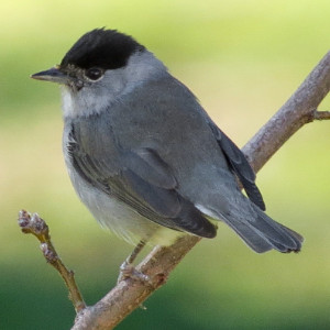 toutinegra de barrete